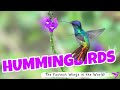 The Fastest Wings on Earth! A Hummingbird's Wings Beat 80x Per Second!