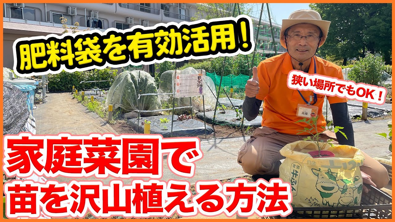 畑で家庭菜園しているなら絶対に試したい 土作りで出た肥料袋を使って自宅で袋栽培 トマト ピーマン ナス キュウリ等の夏野菜の苗が余ったら家庭でも 家庭菜園 ベランダ菜園 Youtube 畑で家庭菜園しているなら絶対に試したい 土作りで出た肥料袋を使って自宅で袋栽培 トマト ピーマン ナス キュウリ等の夏野菜の苗が余ったら家庭でも 家庭菜園 ベランダ菜園 Youtube