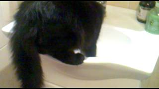 Кот в умывальнике. キャッツ funny cats 2012 Кот в умывальнике. キャッツ funny cats 2012