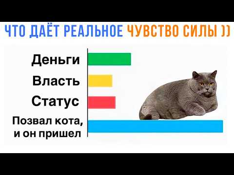 I CALLED THE CAT, AND HE CAME! ))) Cat Jokes | Memozg 1724
