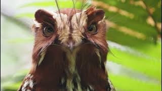 Raja Ampat Part 2: Manokwari & Arfak Mountains, West Papua