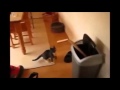 Gatos Chistes Videos De Risa Guerra De Chistes Videos Chistosos Videos Graciosos
