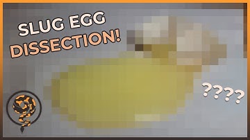 This is what the INSIDE of a Slug looks like!