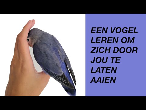 Video: Hoe vogels te houden (met afbeeldingen)