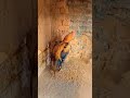 Rooster fighter