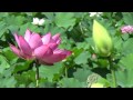 蓮　和歌山県植物公園　緑花センター の動画、YouTube動画。