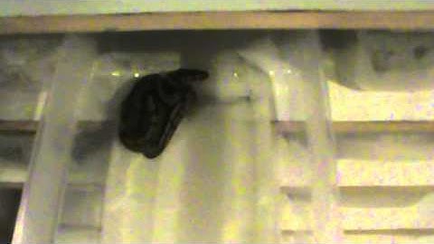 Ball Python Clutch #1