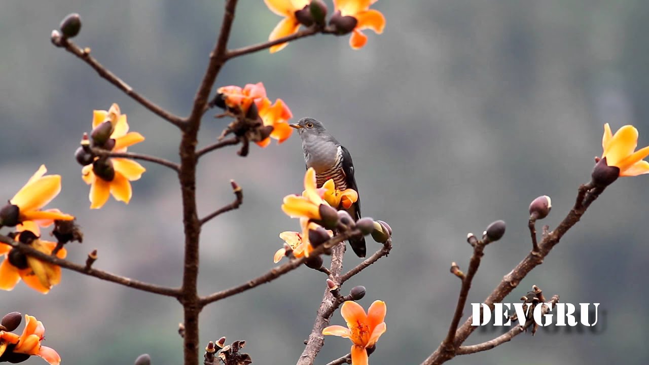 中杜鵑 Himalayan Cuckoo 
