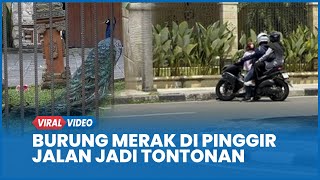 Burung Merak Pamer Ekor Indah Berkeliaran di Pinggir Jalan Jadi Tontonan