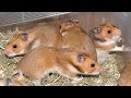 Todo sobre Roedores (Hamsters, Jerbos, cabayos, Conejillo de Indias) - por Juan Gonzalo Angel