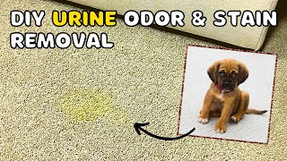 Remove Pet Urine Odours From Carpet