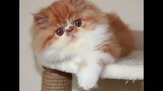 Рыжий персидский котенок Дальф Рыжий персидский котенок Дальф
