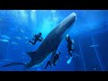世界最大の魚類! ジンベエザメを飼育する人たち