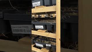 Growing Vertically Walters Gardens