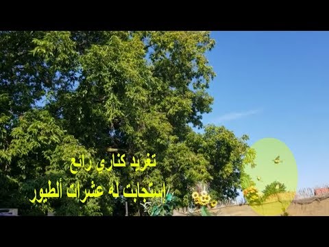 شاهد تغريد كناري رائع جذب عشرات طيور ألكناري وأون وأنواع بريه مختلفه