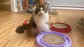 🔉Luna Controls 3 Trackball Games 😲 4 Cats Morning Routine | MaineCoonCapers screenshot 1