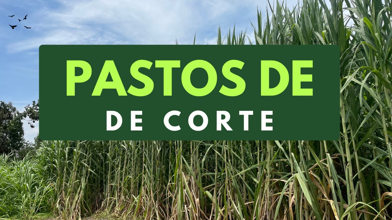 Pastos de corte: Cuba 22, Rodas, Botón de Oro, Maralfalfa, Elefante morado y Clon 51 en detalle