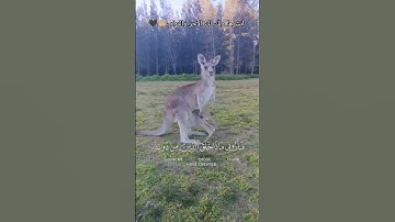 انشرها ولك الاجر انشاء الله 🖤 #قران_كريم #قرآن_كريم #قران #قرآن #تلاوة_خاشعة #المصحف #القرآن_الكريم