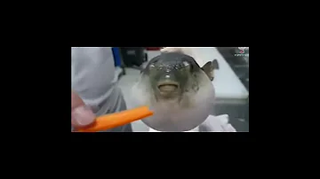 Puffer Fish Eats Carrot But Reversed 