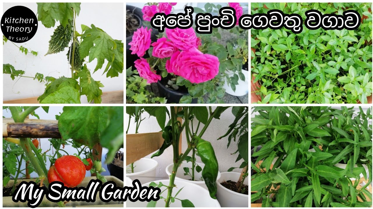 අපේ පුංචි ගෙවතු වගාව.අඩු ඉඩකඩේ උපරිම ප්‍රයෝජන අරන් ගෙදර වවන් කමු ..Home