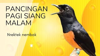 MURAI BATU GACOR FULL ISIAN TEMBAKAN DAN KRETEKAN AMPUH MEMANCING MURAI BATU EMOSI