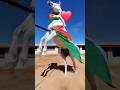 بالعلالي عالي يا علمنا عالي الاردن المملكة الاردنية الهاشمية اسطبلات   خيول عربيه أصيله