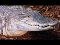 Croc Man The Series - Zoo Licence | Crocodile Zoo Documentary Series | Natural History Channel