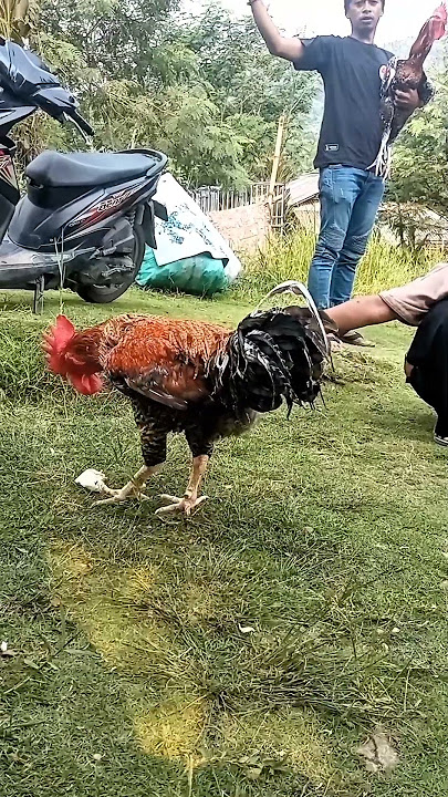 KOKOK MERDU AYAM PELUNG JUARA #ayampelung #ayam #ayampelungcianjur