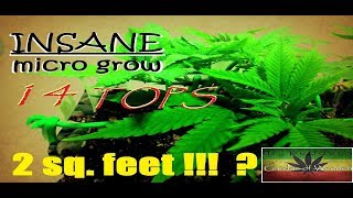 INSANE MicroGrow - 14 Tops in 2sq. feet - Purple Kush - Week 10 in Dr.Pedder`s Garden of Weeden
