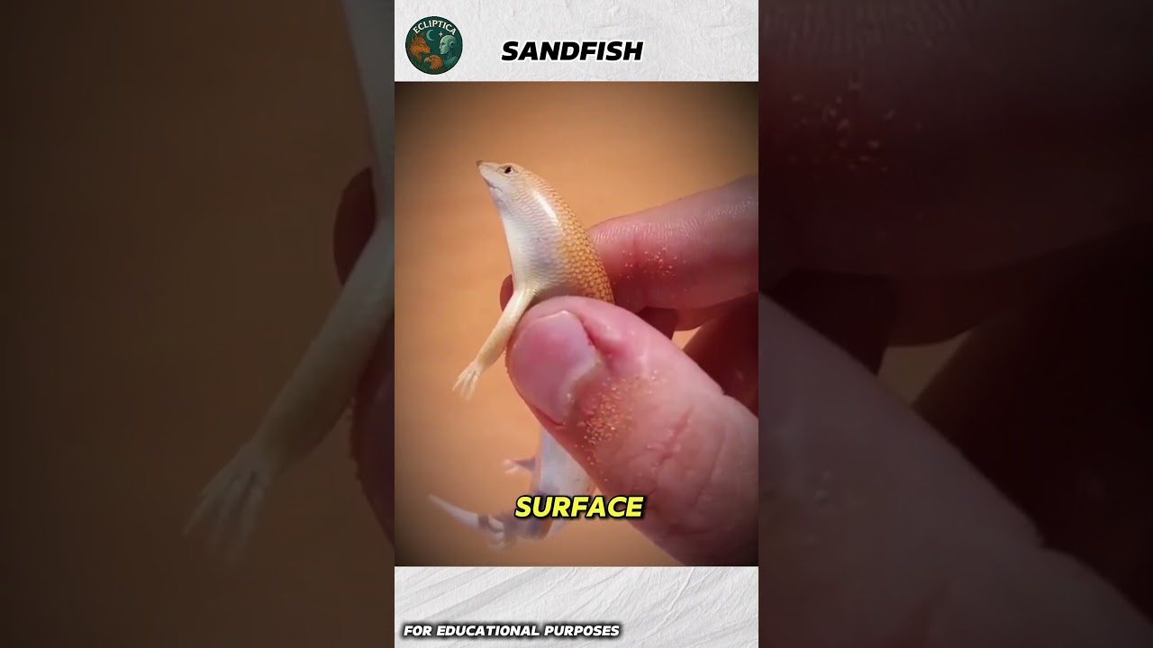 Что если бы ящерица не ходила по песку, а ныряла в него? 