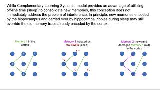 Maxim Bazhenov (UCSD) - Coordinated Replay Prevents Memory Interference (1/23/25) Profile
