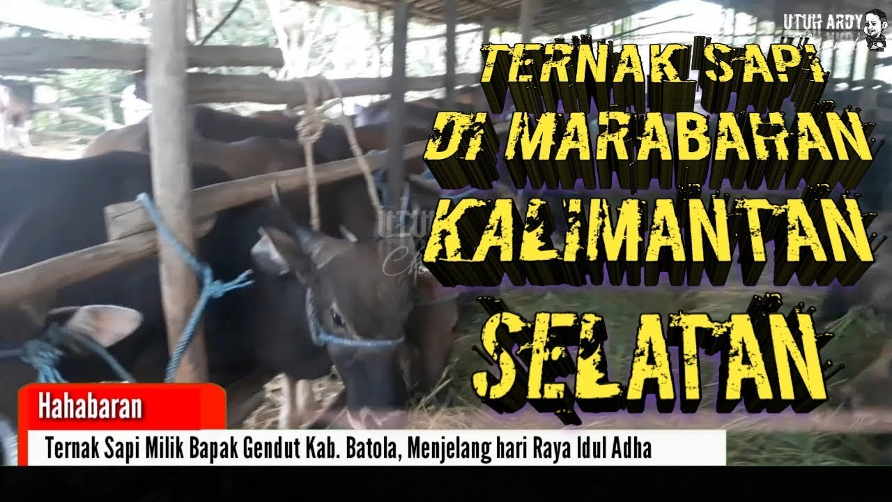 Ternak Sapi Di Marabahan Kalimantan Selatan Sapi Kurban Hari
