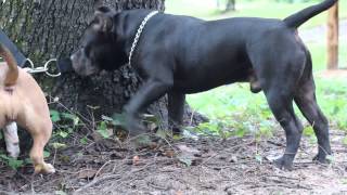 Miss Kay and Maximus