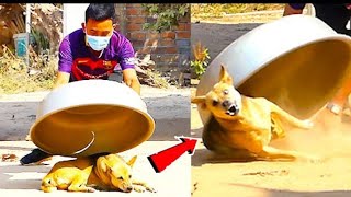 top 10 dogs pranks | super box vs prank sleep dogs  | super funny most watch | Ali TV  | funny dogs