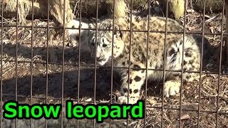 Snow leoprd kitten play gunny sack麻袋で遊ぶユキヒョウの子供がかわいい【多摩動物公園】