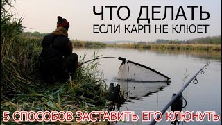 ЧТО ДЕЛАТЬ ЕСЛИ КАРП НЕ КЛЮЕТ. 5 СЕКРЕТОВ УСПЕШНОГО УЛОВА