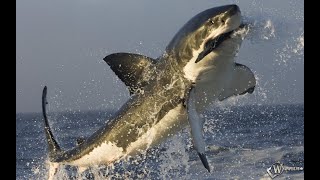 Большая белая акула-расчетливая убийца вселяющий страх.