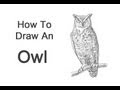 How to Draw a Great Horned Owl