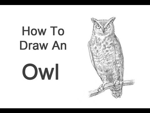 How to Draw an Owl (Great Horned) - YouTube