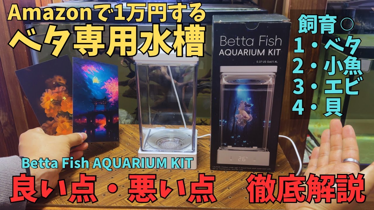 ベタ専用水槽の疑問質問徹底解説！＃アクアリウム - YouTube