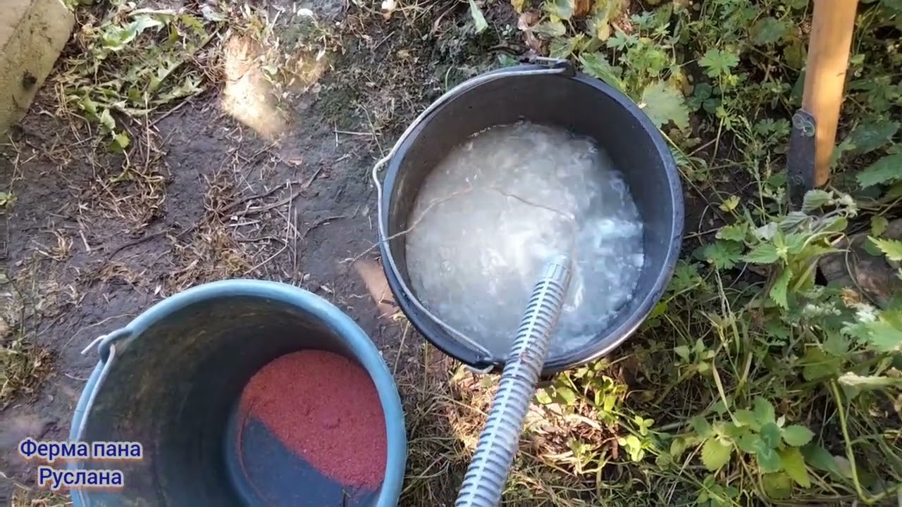 Друге підживлення кавуна 🍉 та дині 🍈.