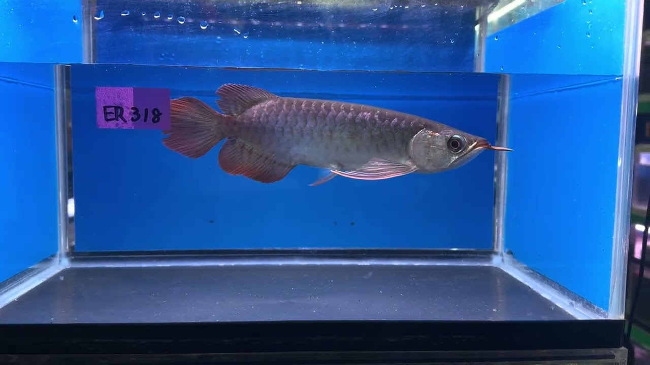 エキストリームレッド⭐️⭐️⭐️⭐️(ER318) #アジアアロワナ #アロワナ #クレスナ #エキストリームレッド #紅龍