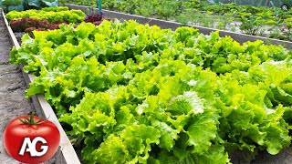 Lettuce, dill, and parsley will sprout quickly if sown like this by Amazing garden 16,621 views 4 weeks ago 2 minutes, 59 seconds