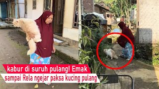 Dasar Kucing Nakal Kabur Di Suruh Pulang Emak Sampai Harus Ngejar Bawa Kucing Pulangvideokompilasi