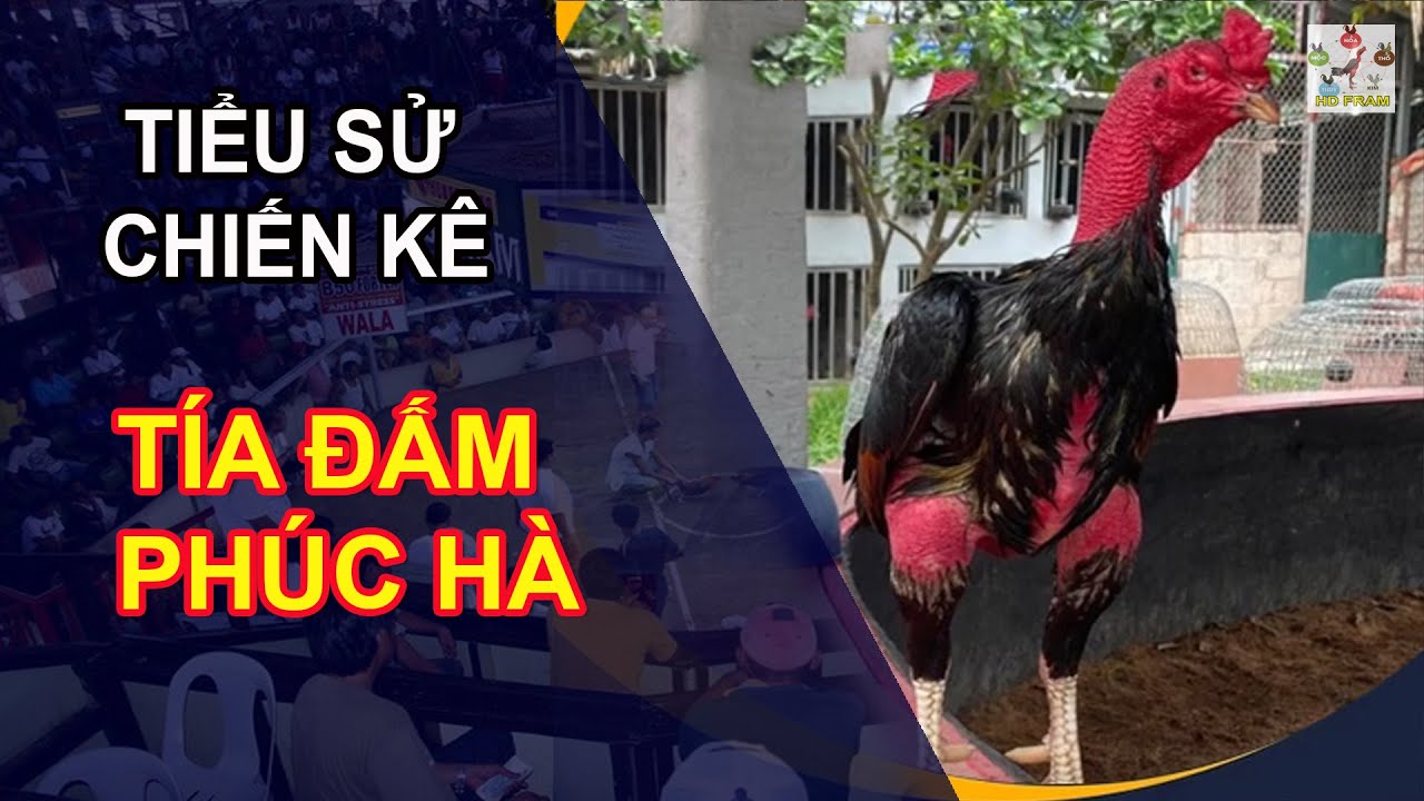 TIỂU SỬ CHIẾN KÊ : TÍA ĐẤM PHÚC HÀ - CÚ ĐẤM BỤC LƯỜN "  || HD FRAM