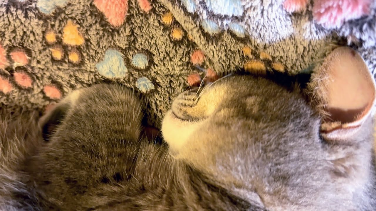 ずっと寝ている猫・・・ - YouTube
