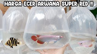 SUPER RED ARWANA RETAIL PRICE‼️PARUNG ORNAMENTAL FISH MARKET‼️