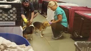 The Beagles Have Landed at Humane Fort Wayne