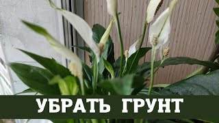 Женское счастье (спатифиллум), пересадка с заменой грунта