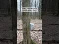 Where does maple syrup come from?
